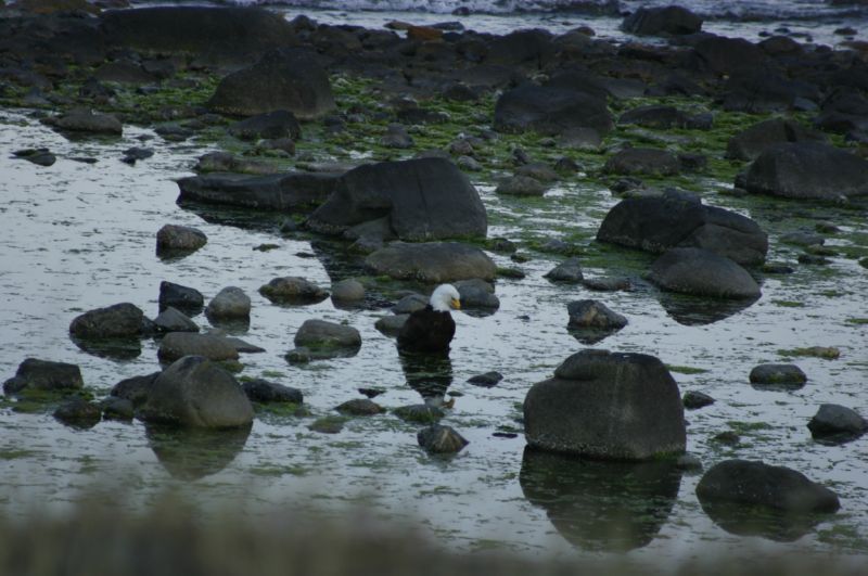 062404 Haines AK (10089)